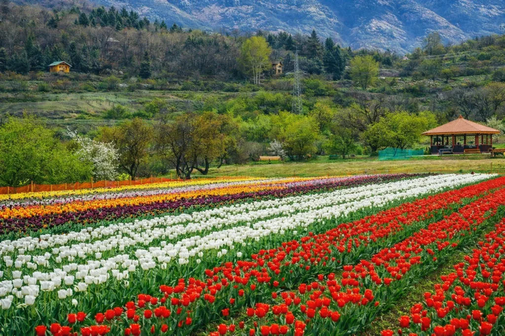 Summer Kashmir Tour From Delhi